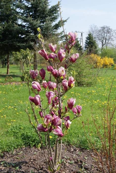 Magnolija „March Till Frost“ - Image 2