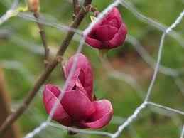 Magnolija „Mighty Mouse“ - Image 3