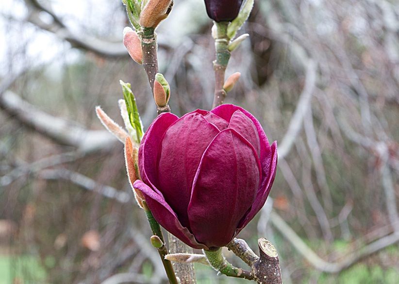 Magnolija „Mighty Mouse“
