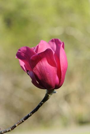 Magnolija „Mighty Mouse“ - Image 2