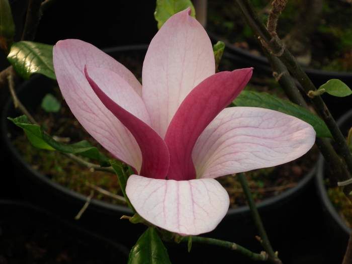 Magnolija „Oriental Night“