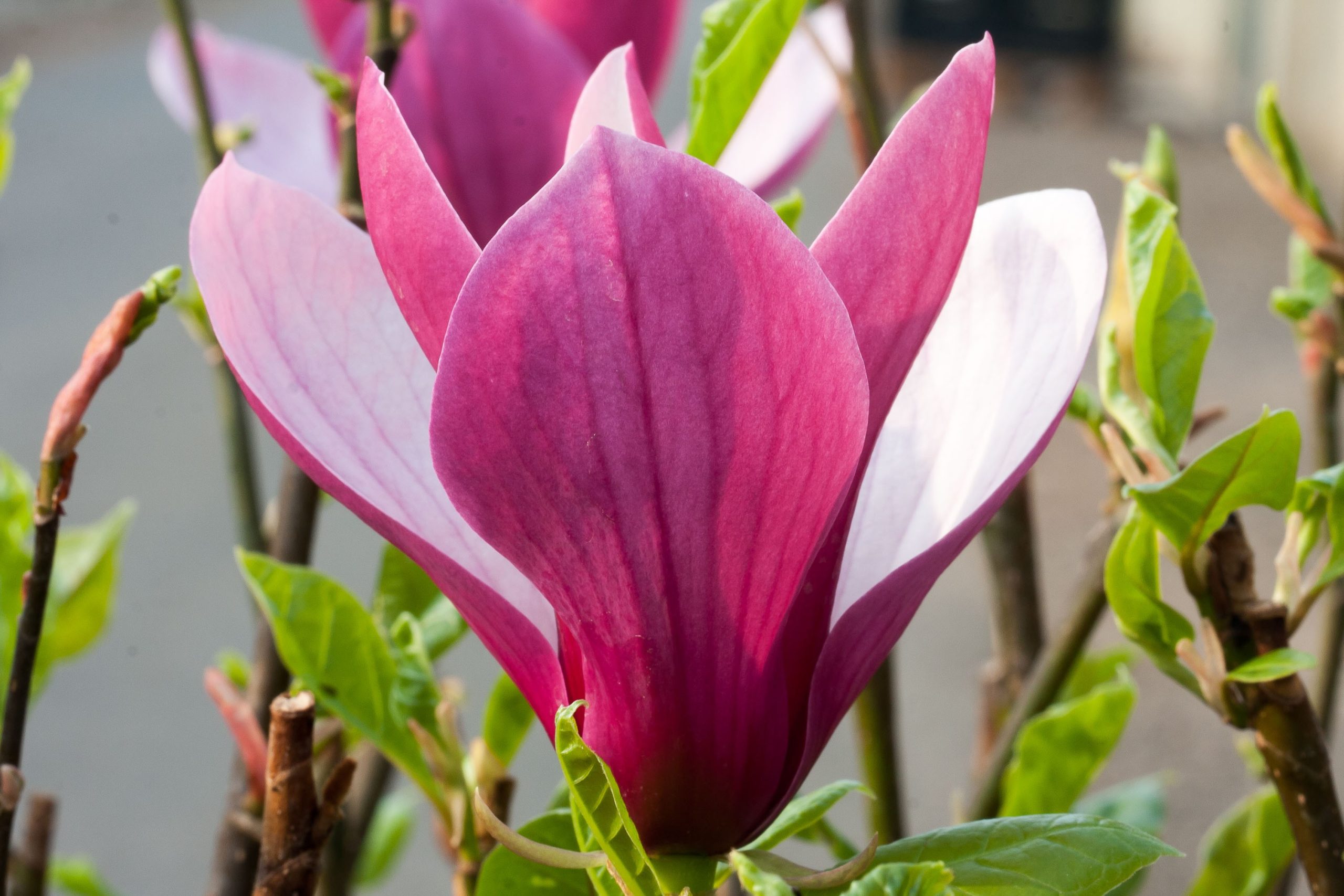 Magnolija „Oriental Night“ - Image 3