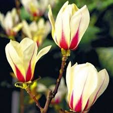 Magnolija Sulanžo „Sunrise“ - Image 2