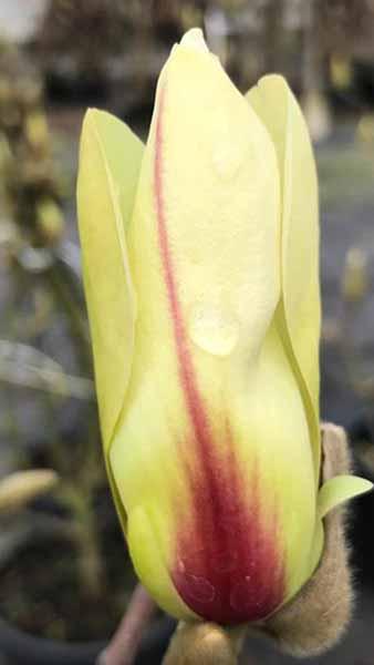 Magnolija Sulanžo „Sunrise“