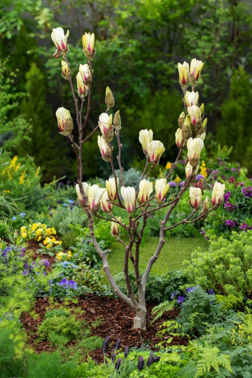 Magnolija Sulanžo „Sunrise“ - Image 3
