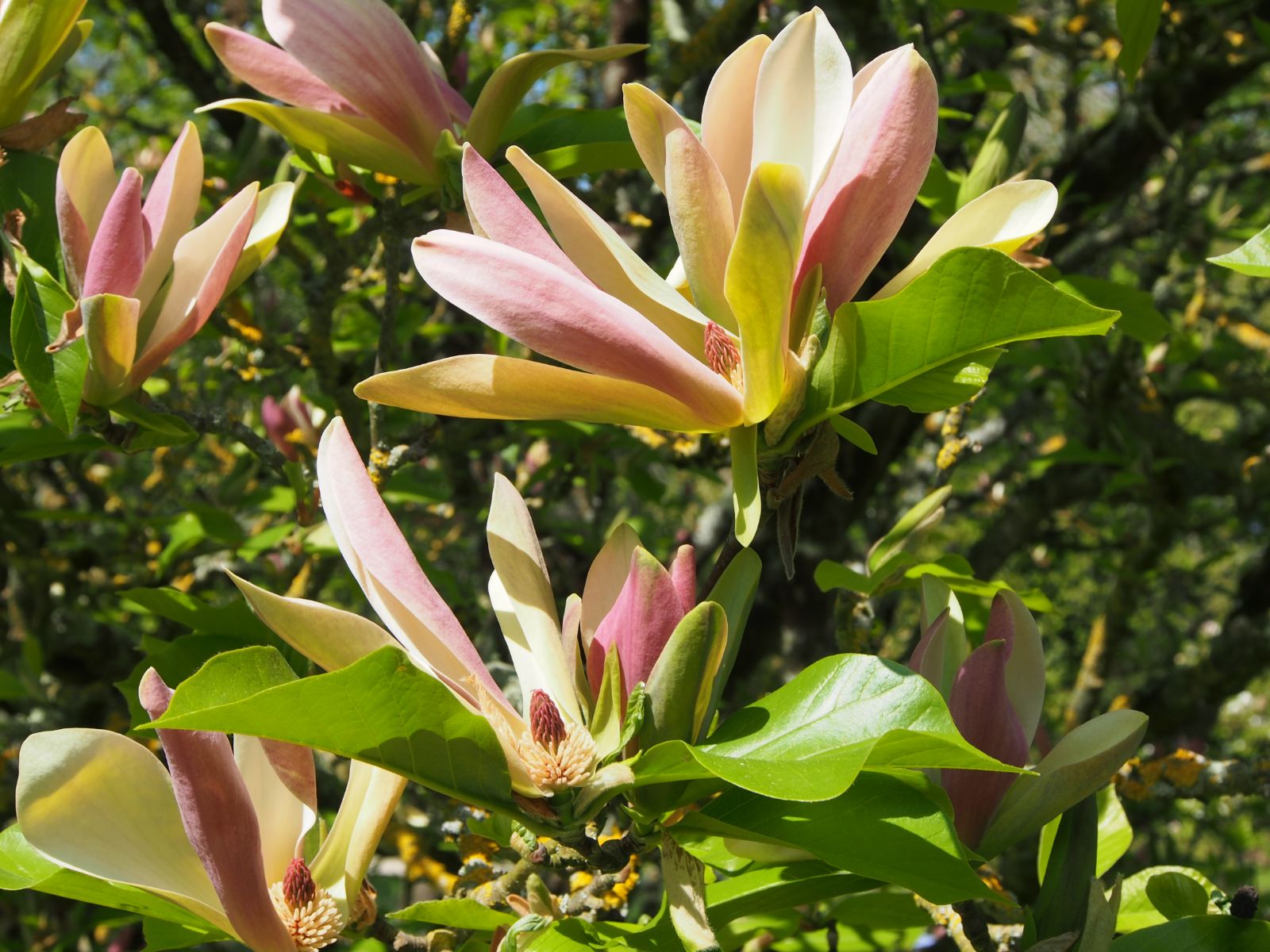 Magnolija „Woodsman“ - Image 3