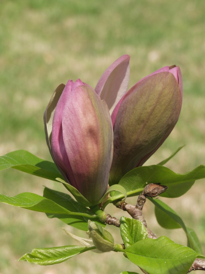 Magnolija „Woodsman“
