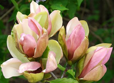 Magnolija „Woodsman“ - Image 2