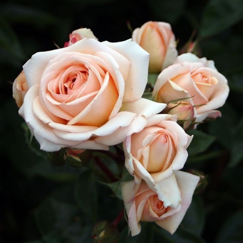 Rožė „Lady Capri“