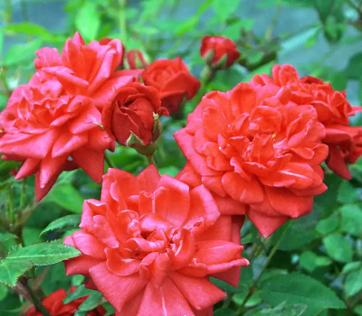 Rožė „Coralin“