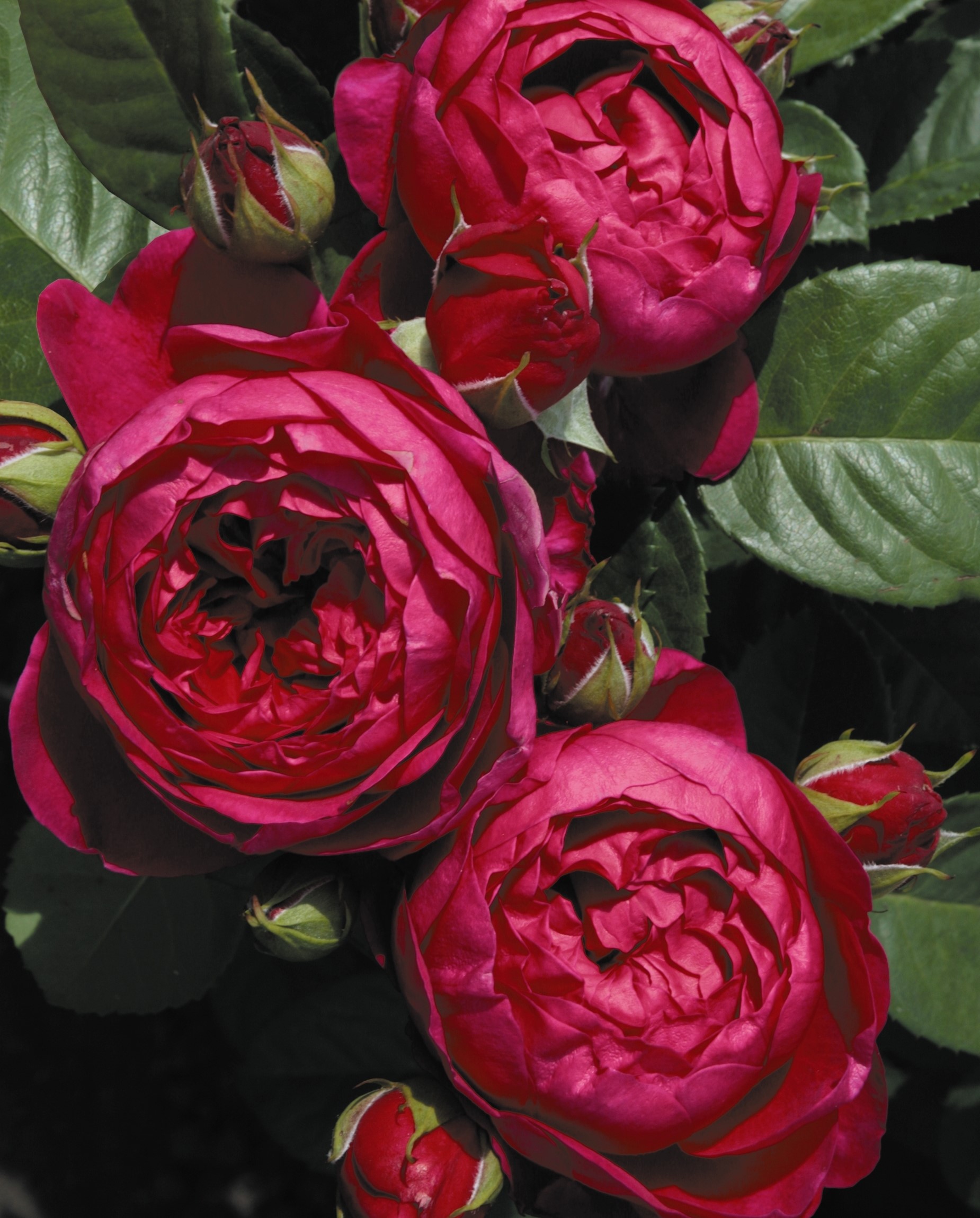 Rožė „Ascot“ - Image 3
