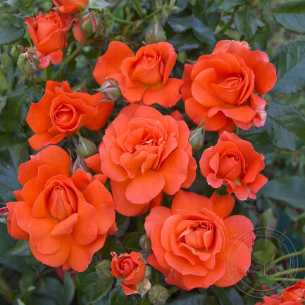 Rožė „Anna (Miss Tango)“ - Image 3