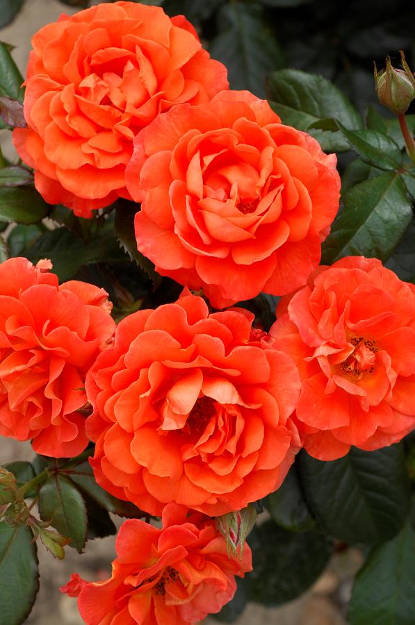 Rožė „Anna (Miss Tango)“