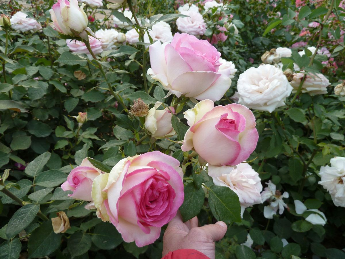 Rožė „Biedermeier Garden“ - Image 2