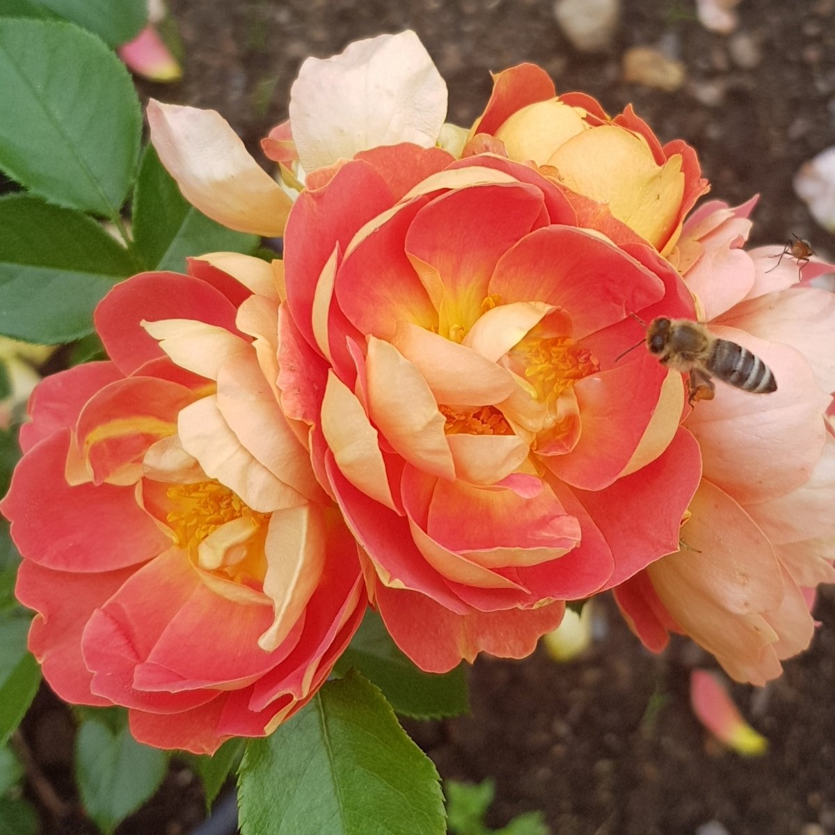 Rožė „Bienenweide Mango“