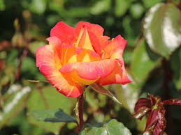 Rožė „Caribia“ - Image 3