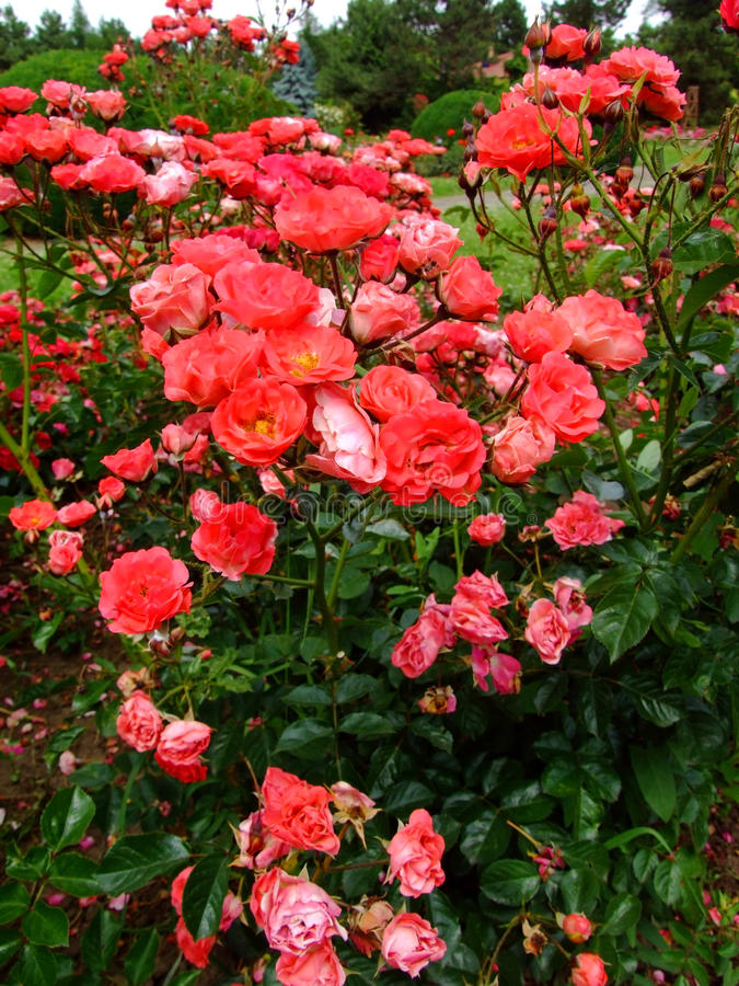 Rožė „Coralin“ - Image 3