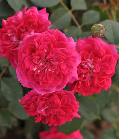 Rožė „Crimson Winterjewel“