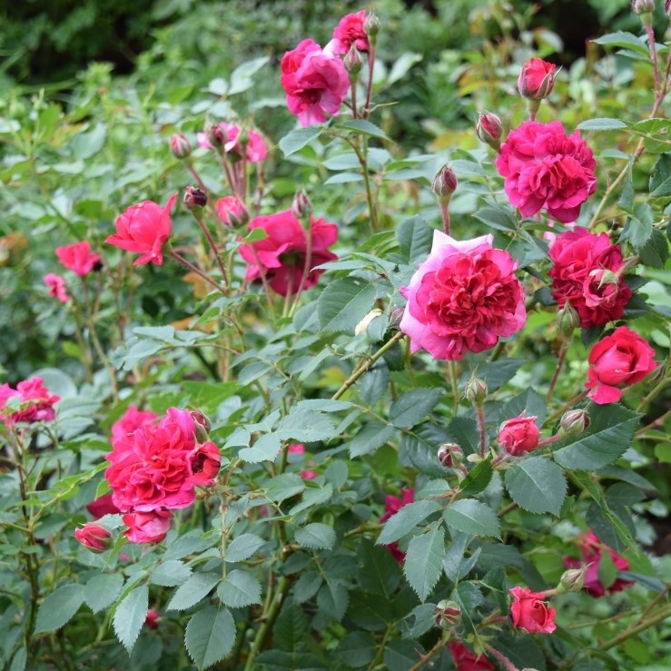 Rožė „Crimson Winterjewel“ - Image 3