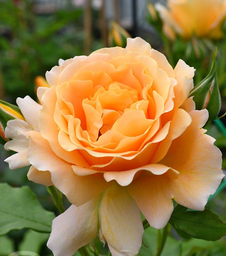Rožė „Disting Orange“