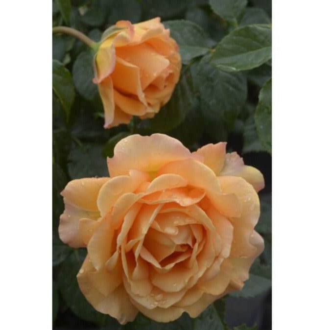 Rožė „Disting Orange“ - Image 2