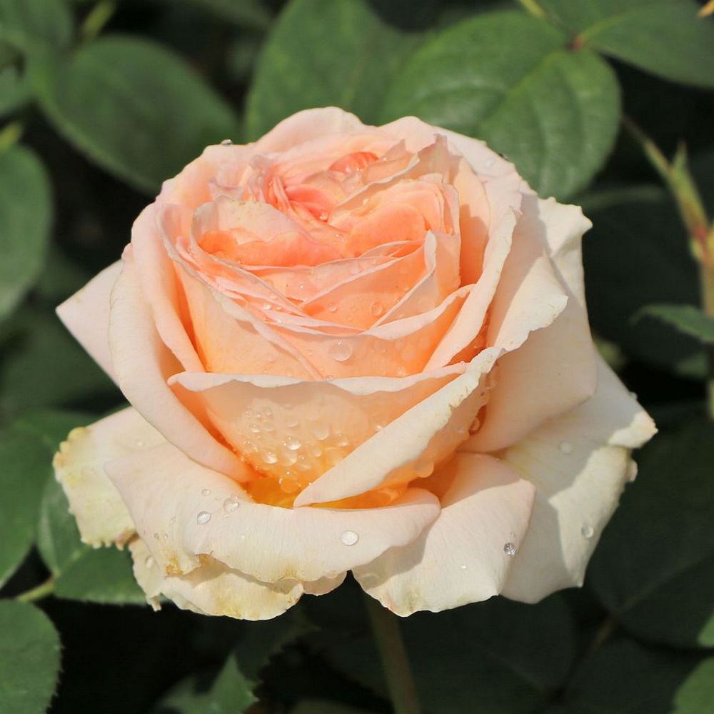Rožė „Lady Capri“ - Image 3