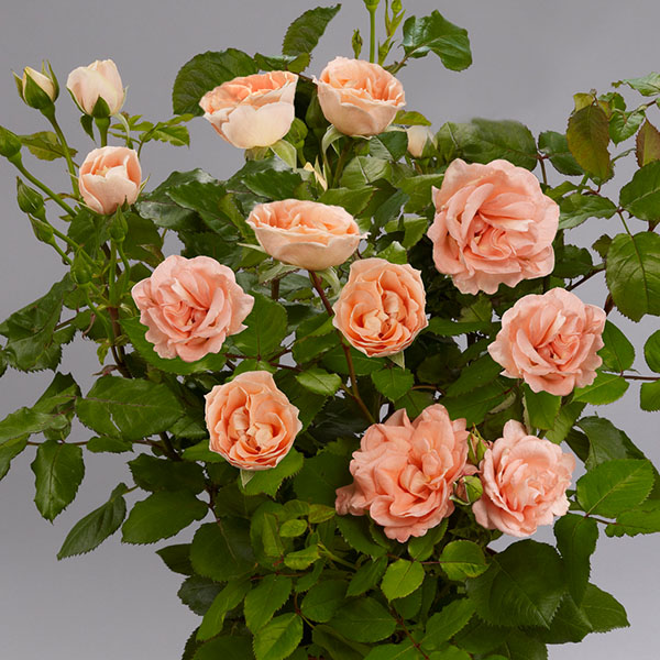 Rožė „Mathilde Renaissance“ - Image 2