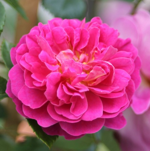 Rožė „Starlet Rose Melina“
