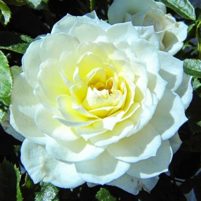 Rožė „Snow Cap“