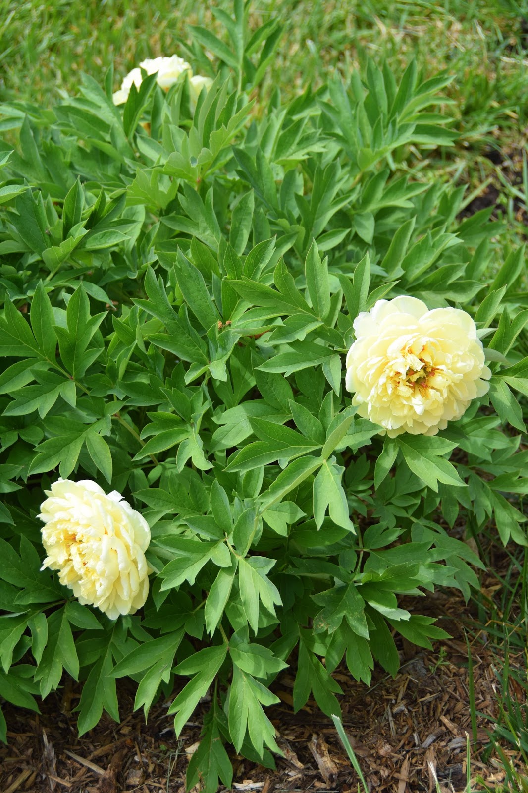 Bijūnas ITOH „Sonoma Yedo“ - Image 3