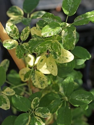 Penkialapė akebija „Variegata“
