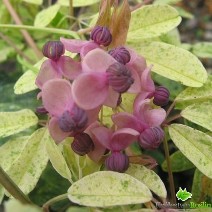 Penkialapė akebija „Variegata“ - Image 3