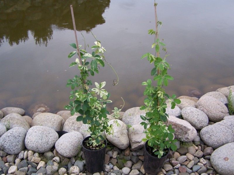 Penkialapė akebija „Variegata“ - Image 2