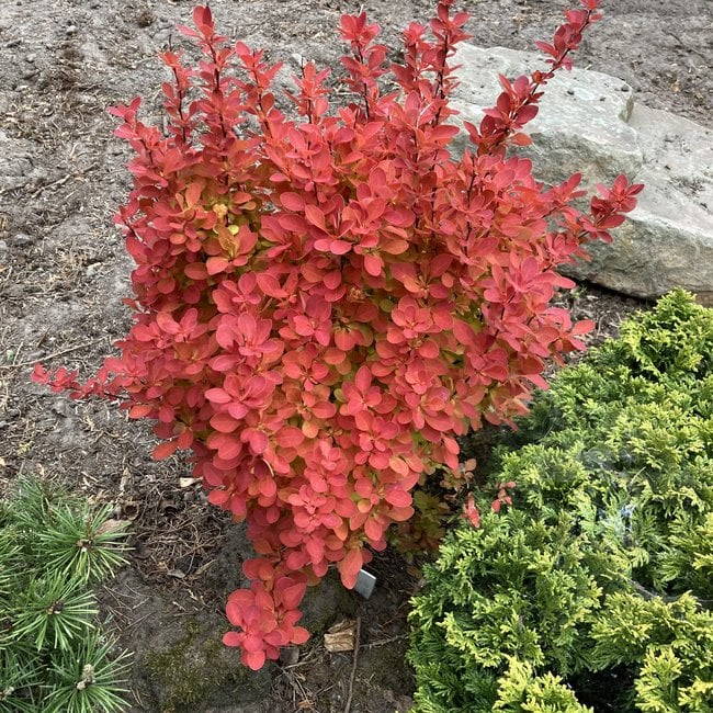 Raugerškis (barbarisas) tunbergo „Orange Ice“