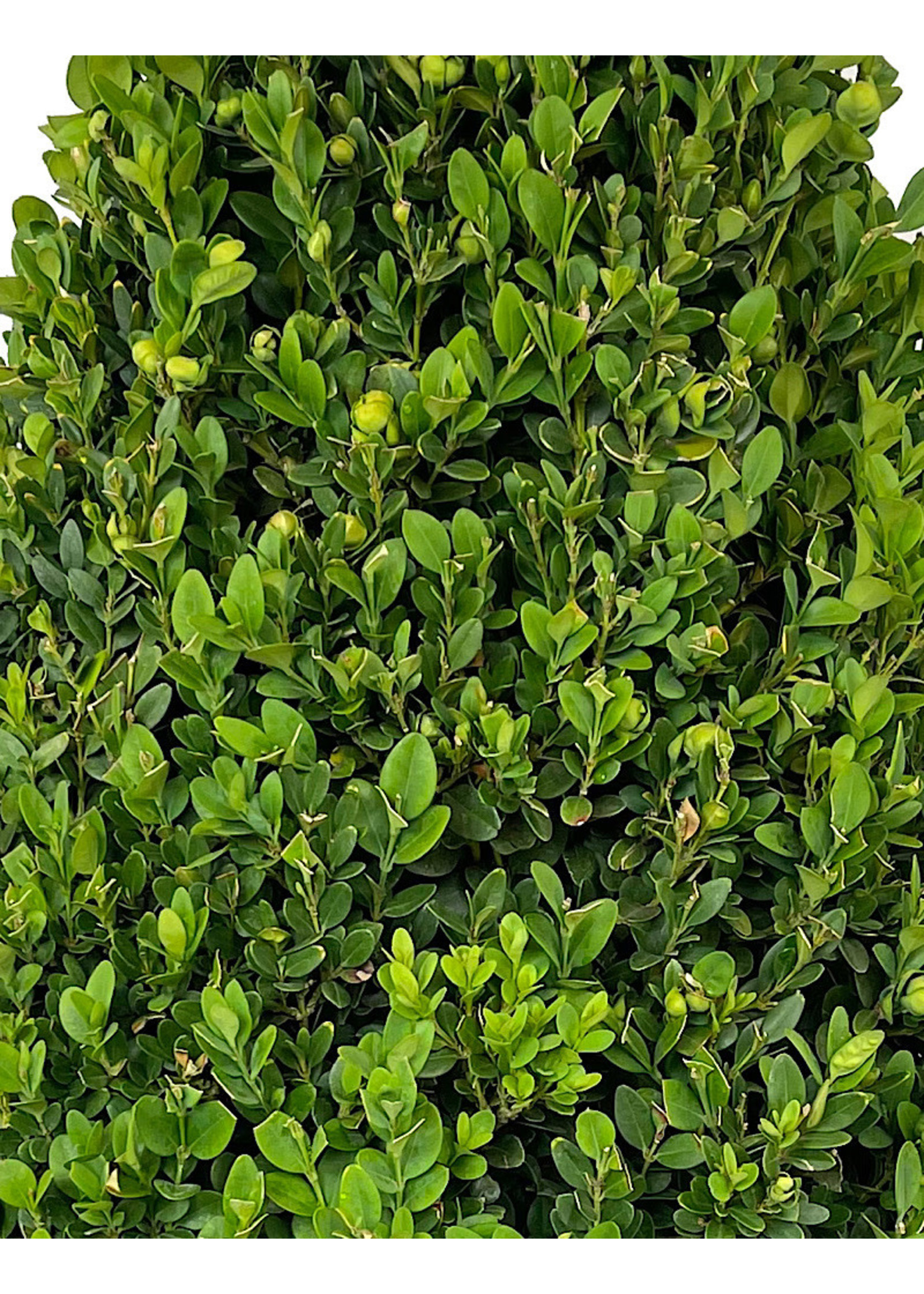 Paprastasis buksmedis - Image 3