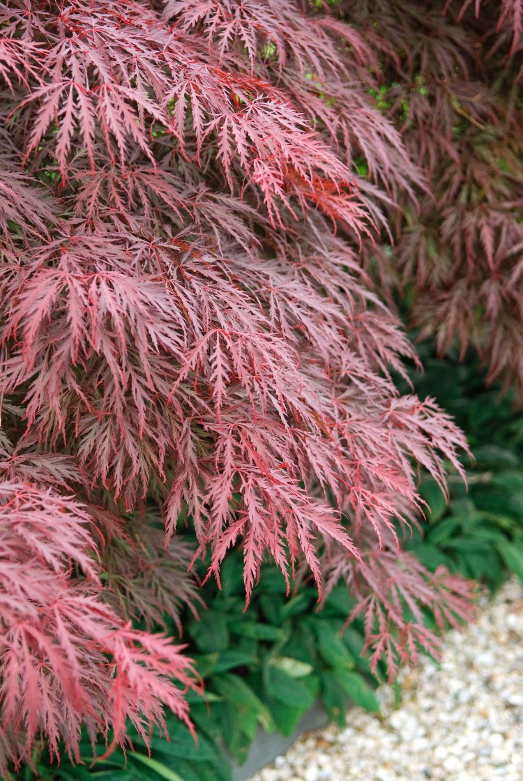 Plaštakinis klevas „Crimson Queen“ - Image 2