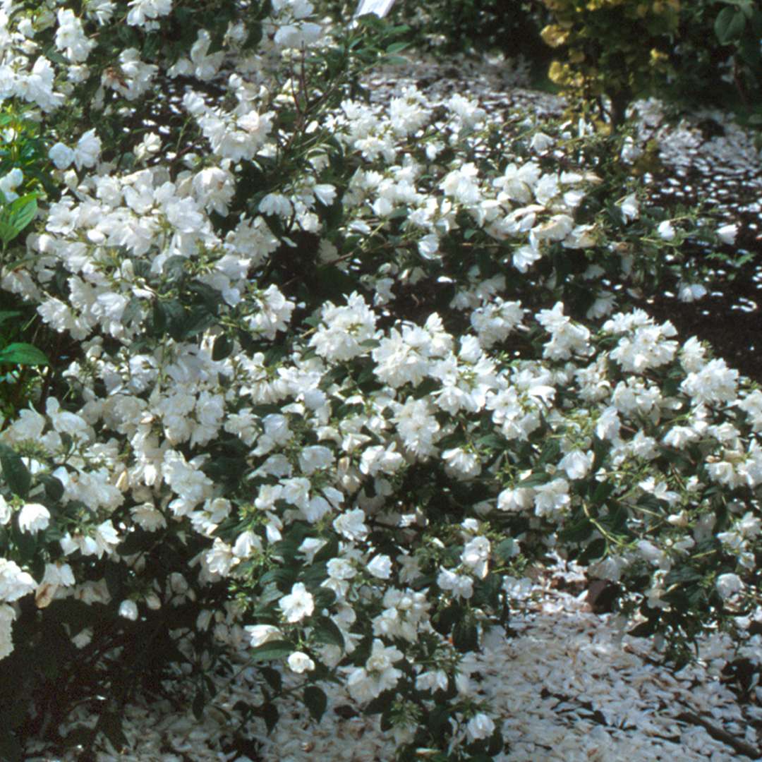 Jazminas „Snowbelle” - Image 3