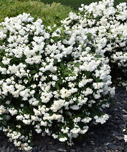 Jazminas „Snowbelle”