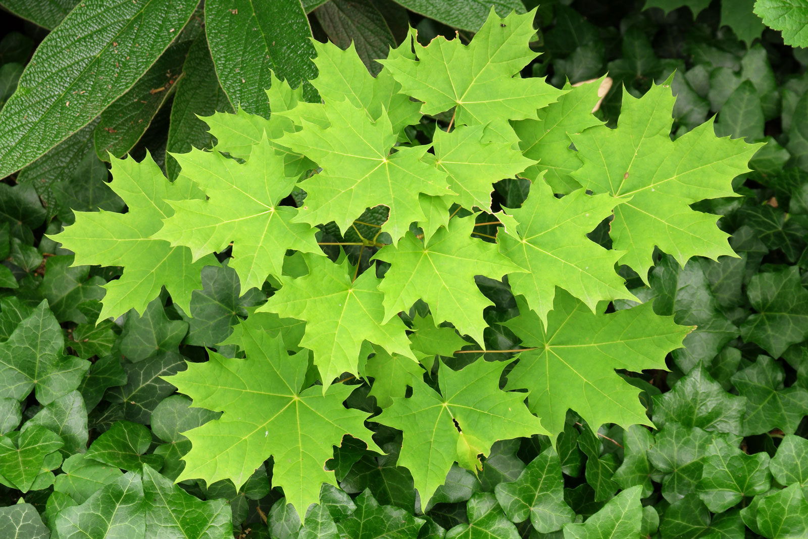 Paprastasis klevas - Image 3