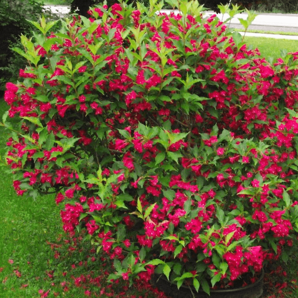 Veigėlė „Red Prince“