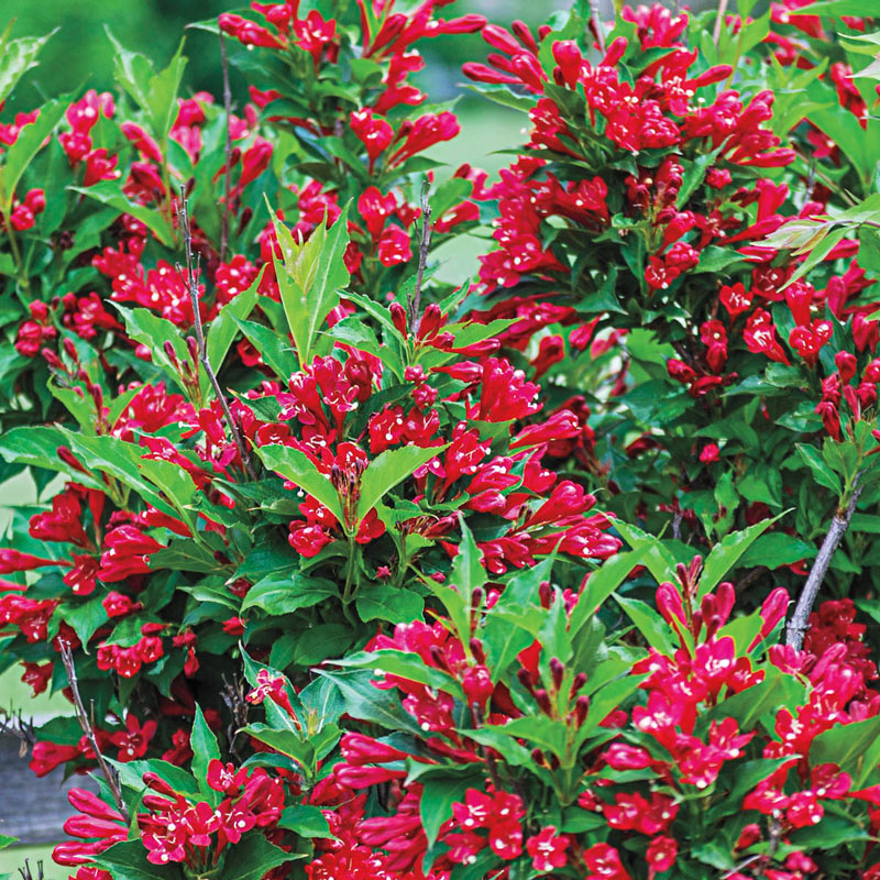 Veigėlė „Red Prince“ - Image 3