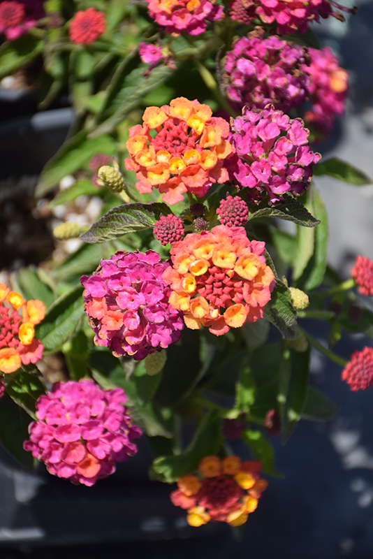 Lantana - Image 3