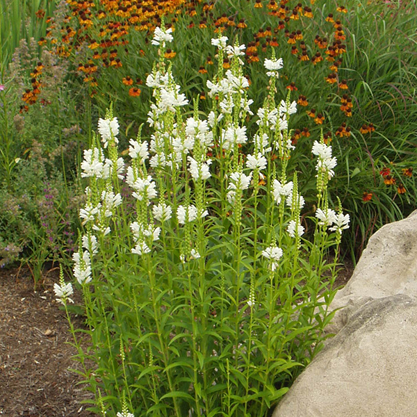 Virgininis pūstatauris „Alba“ - Image 2