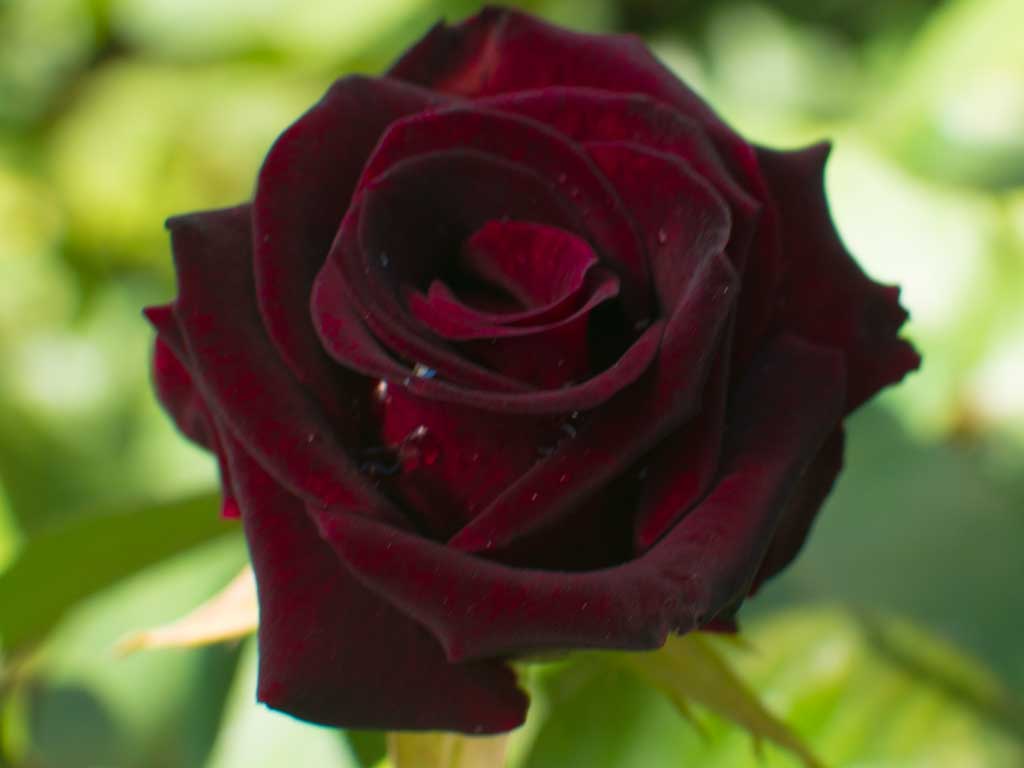 Rožė „Black Baccara“ - Image 3