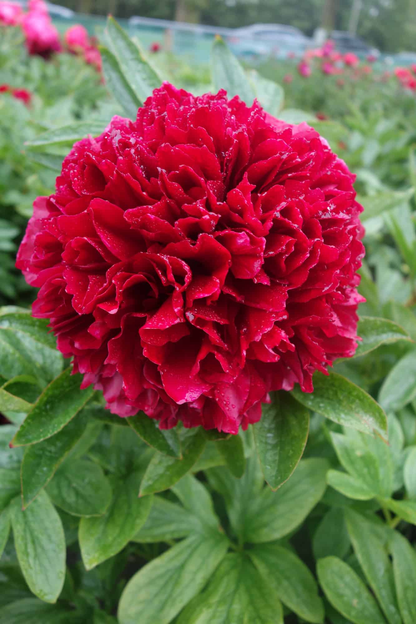Bijūnas „Red Grace“