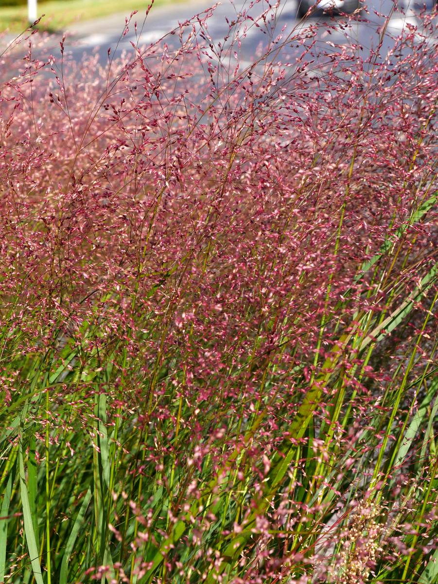 Rykštinė sora „Rehbraun“ - Image 2
