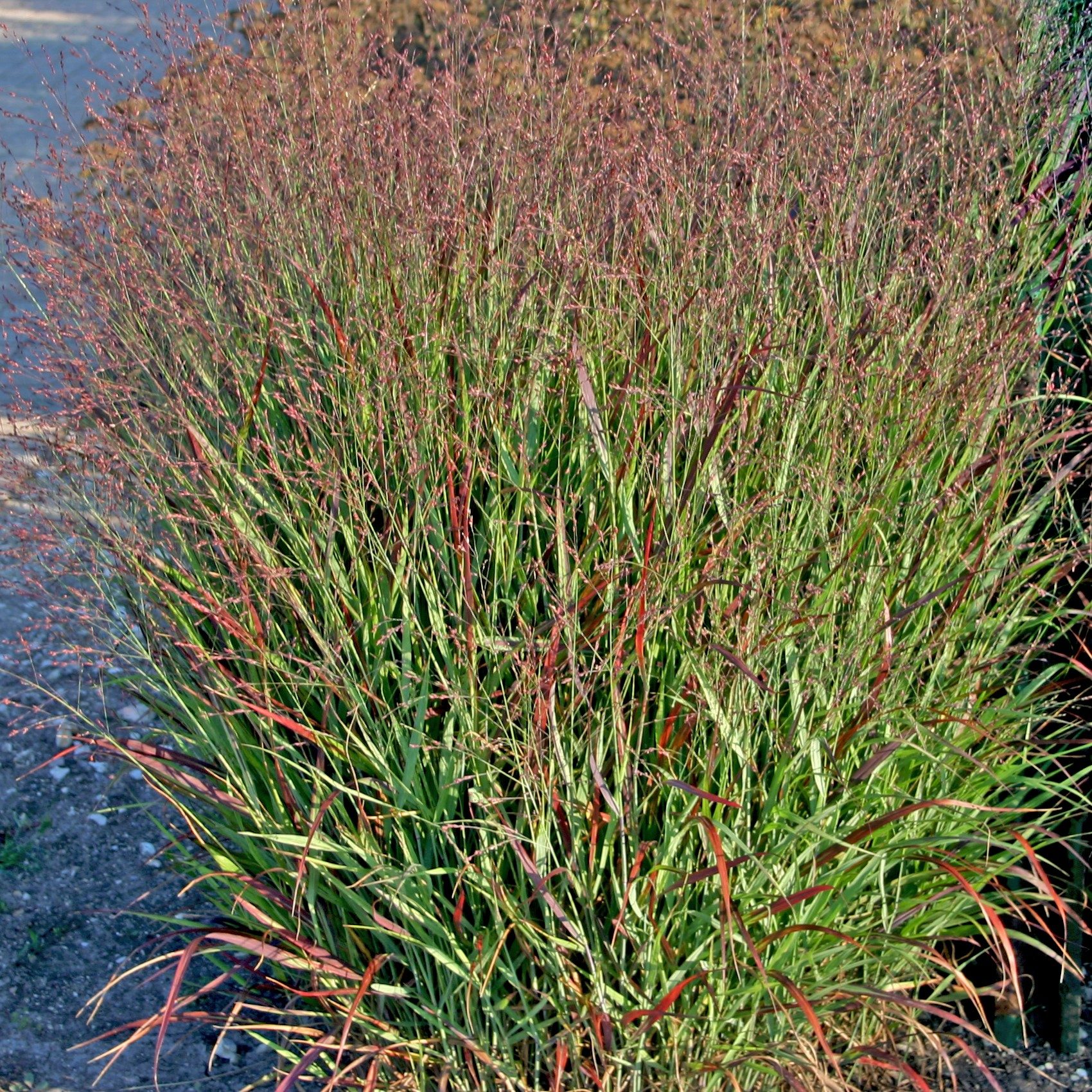 Rykštinė sora „Shenandoah“