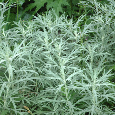 Kietis „Silver Queen“