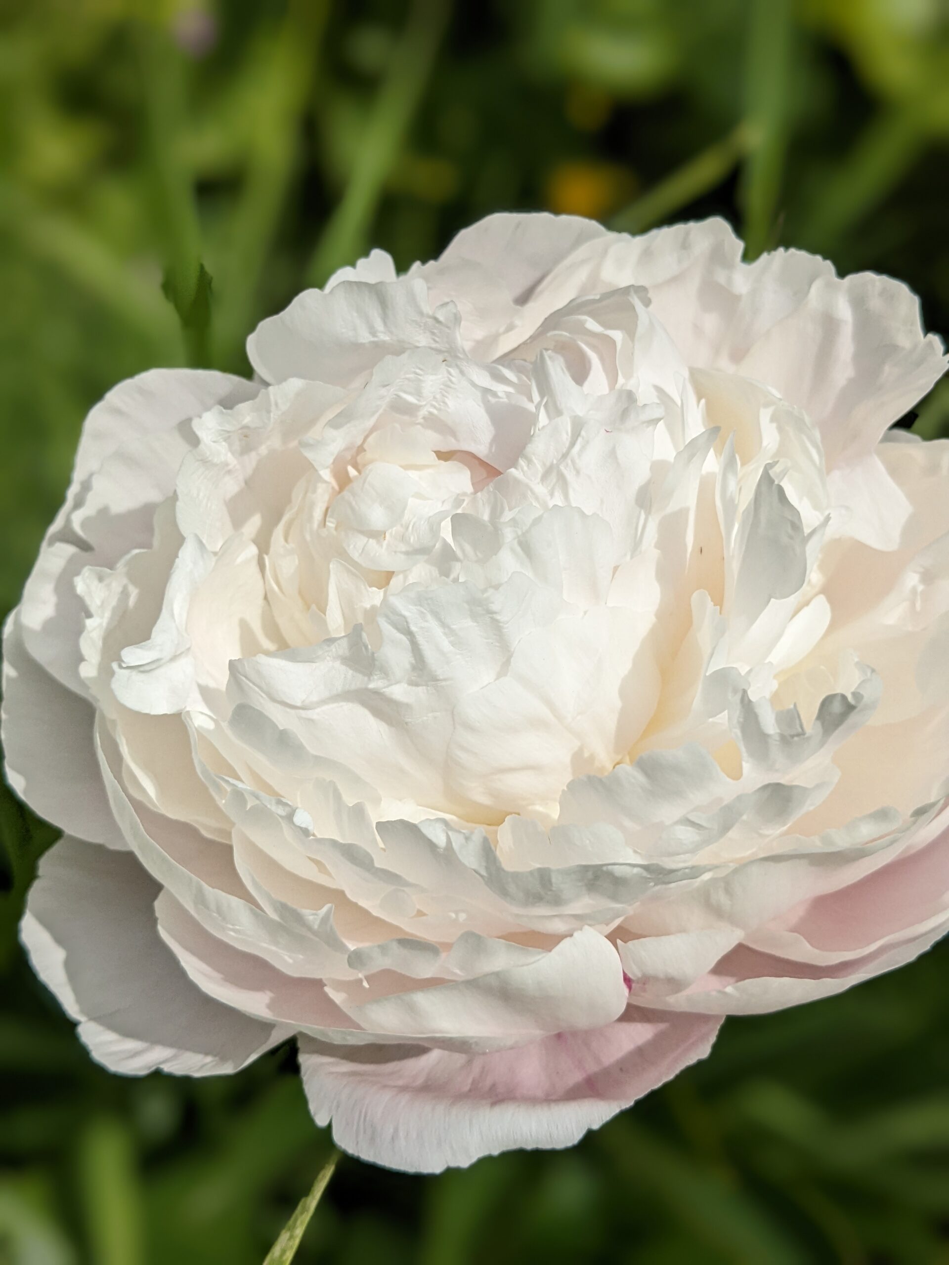 Bijūnas „White Frost“ - Image 3
