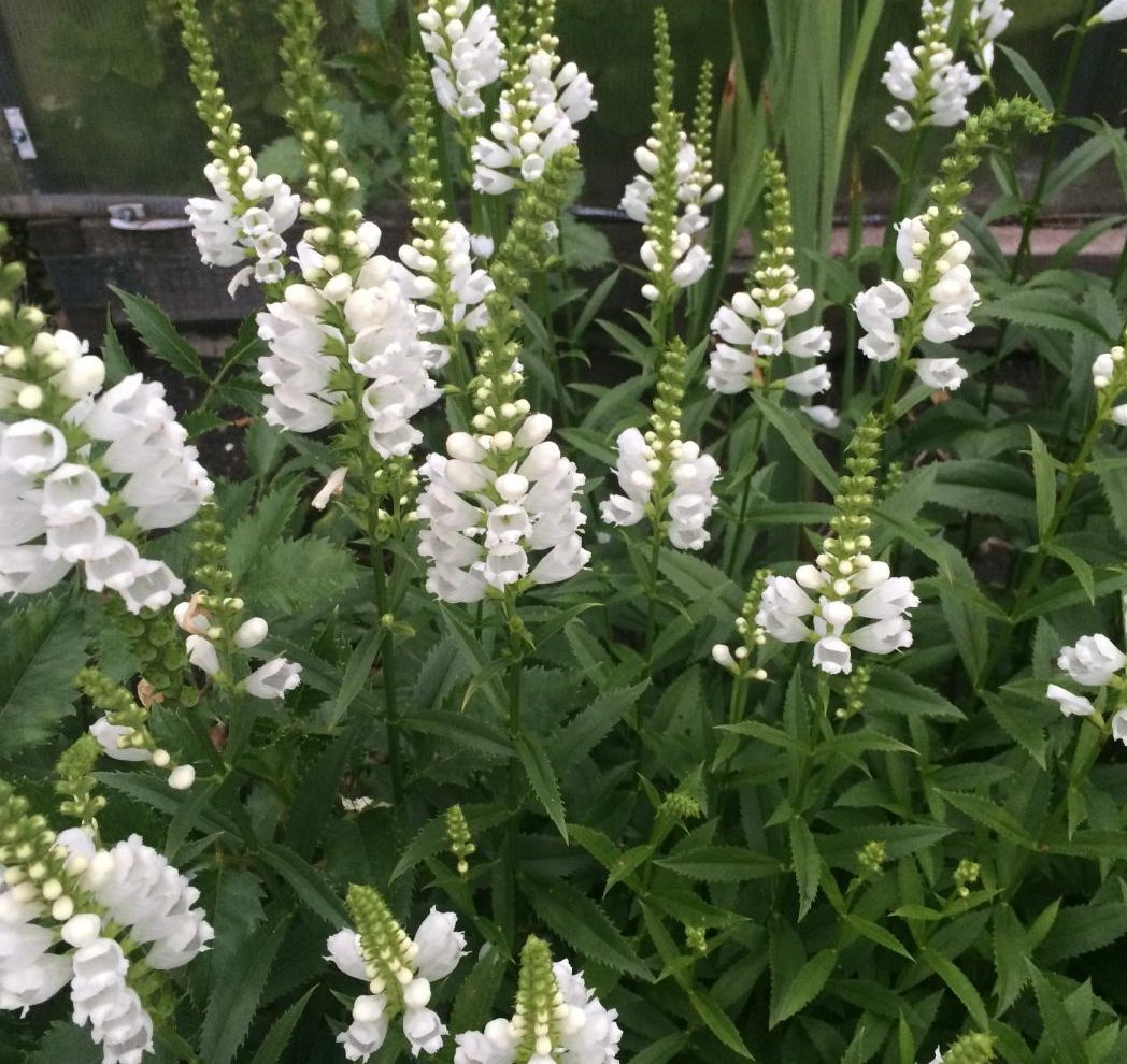 Virgininis pūstatauris „Alba“ - Image 3